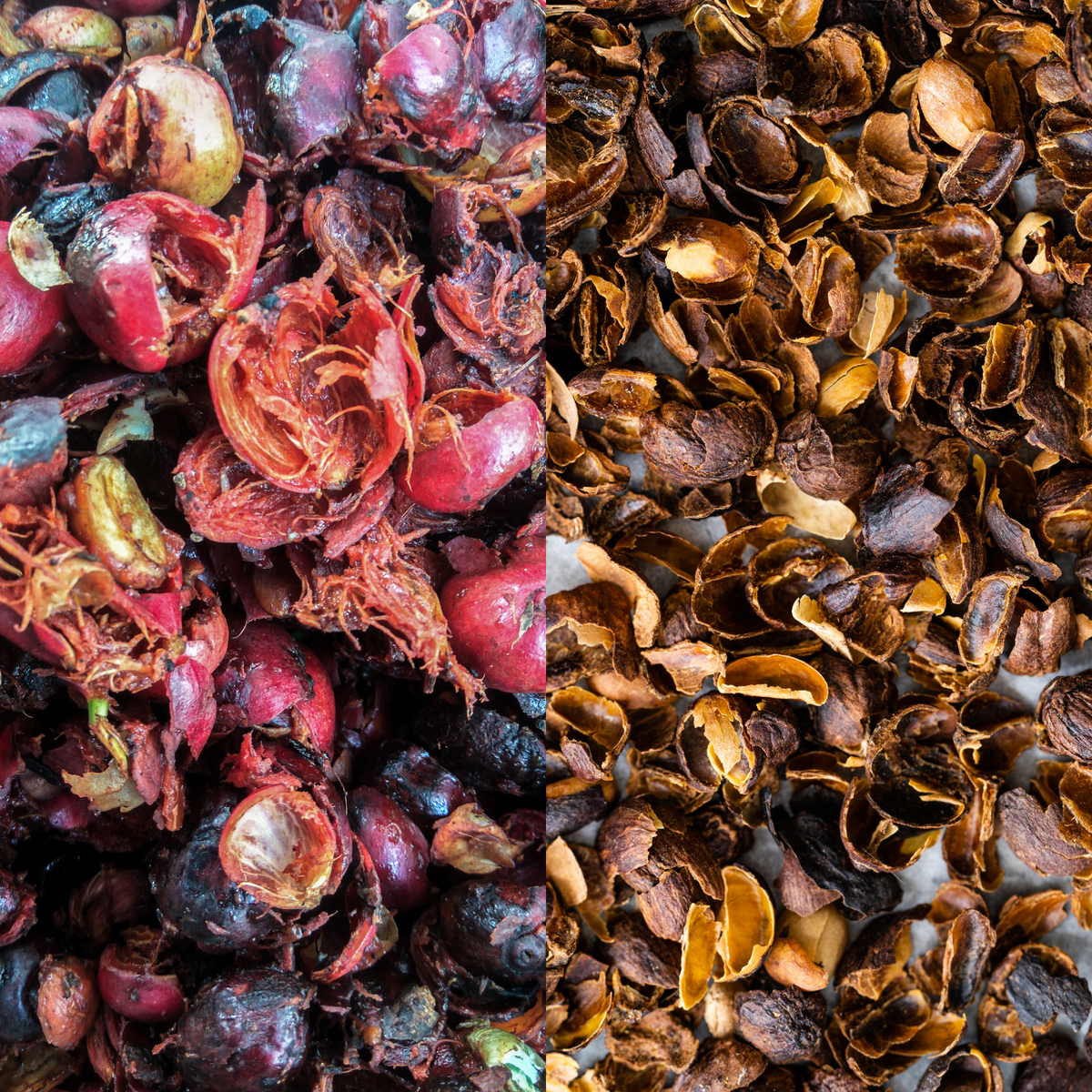 CASCARA - KAFFEEKIRSCHEN - TEE